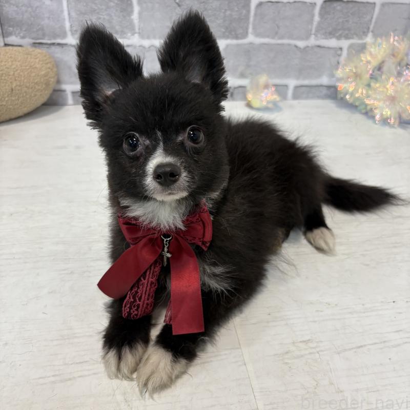 販売中の東京都のミックス犬-377873の2枚目