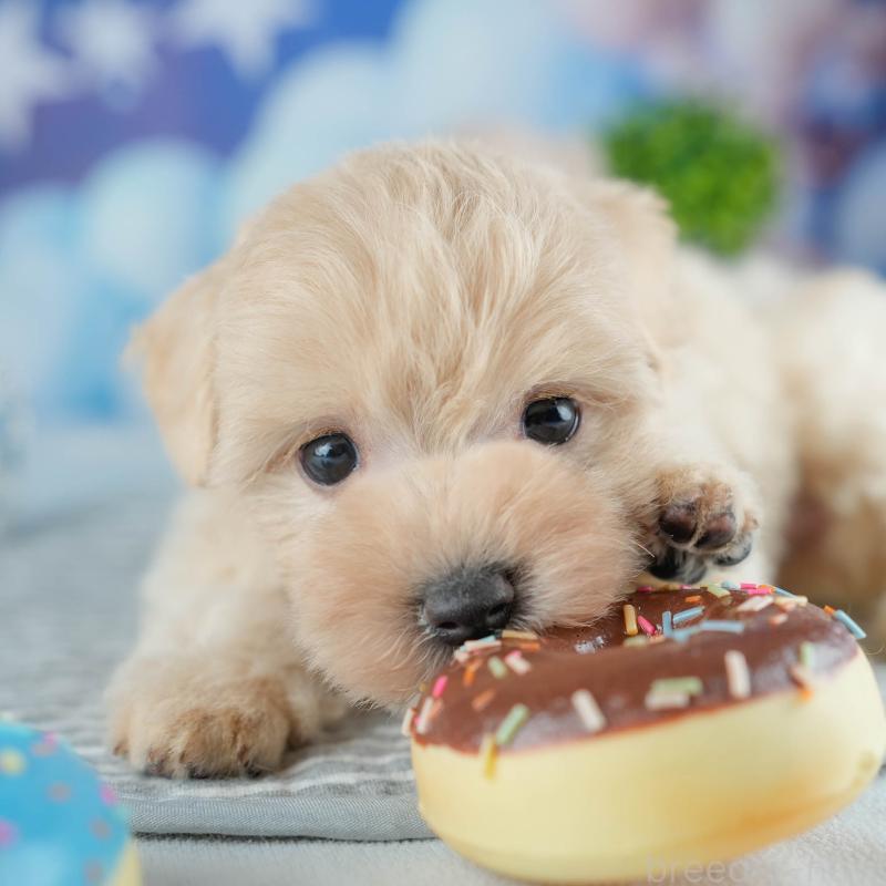 販売中の茨城県のミックス犬-415382の1枚目