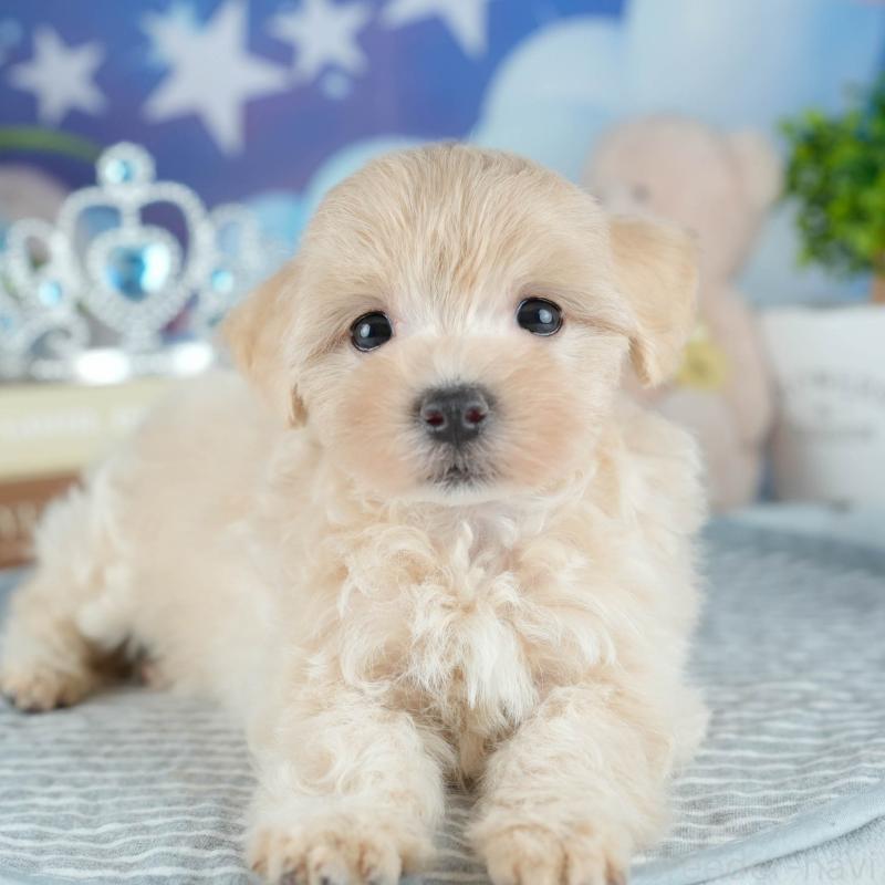 販売中の茨城県のミックス犬-415382の8枚目