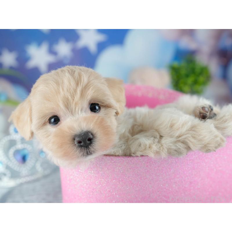 販売中の茨城県のミックス犬-415382の7枚目