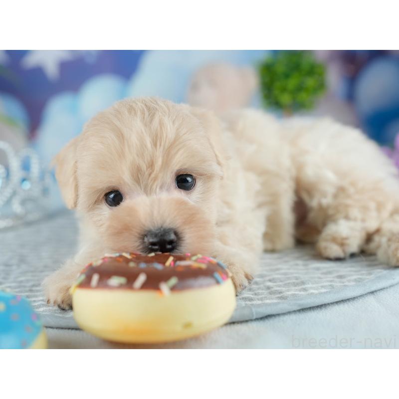 販売中の茨城県のミックス犬-415382の5枚目