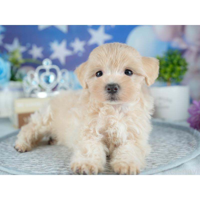 販売中の茨城県のミックス犬-415382の4枚目