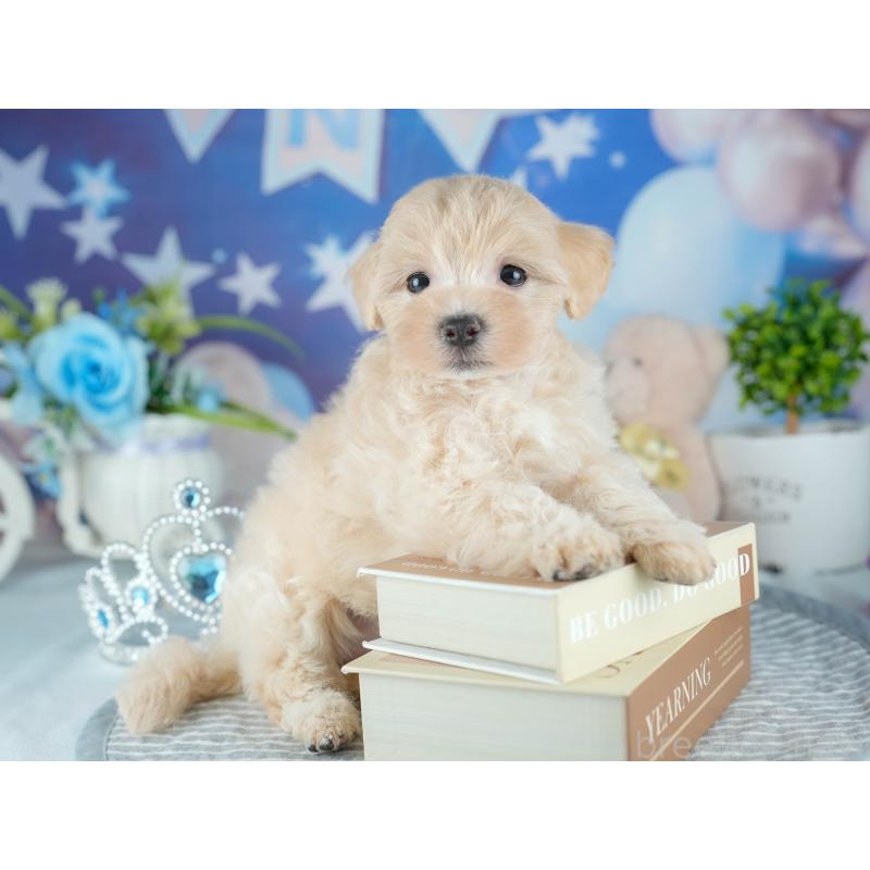 販売中の茨城県のミックス犬-415382の3枚目