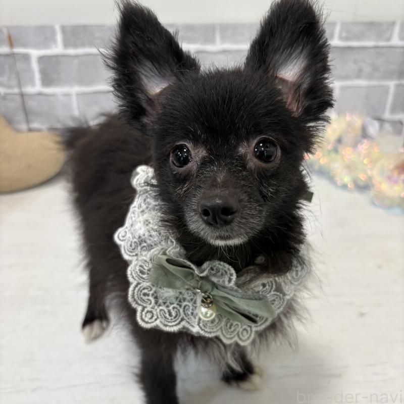 販売中の東京都のミックス犬-377874の1枚目