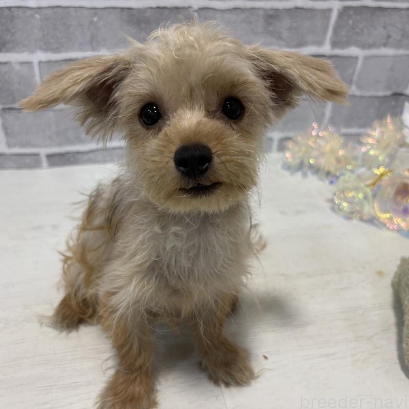 販売中の東京都のミックス犬-394133