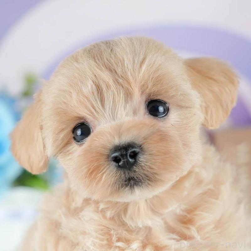 販売中の茨城県のミックス犬-415385