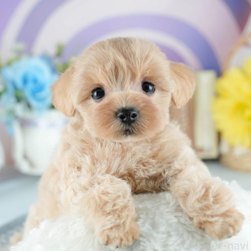 販売中の茨城県のミックス犬-415385の7枚目