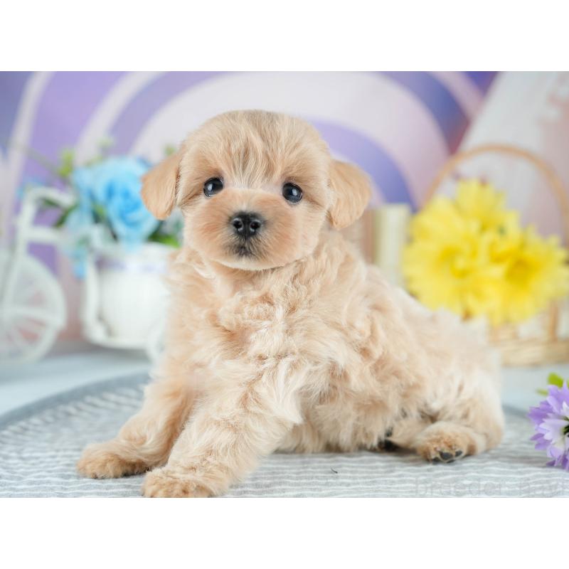 販売中の茨城県のミックス犬-415385の6枚目
