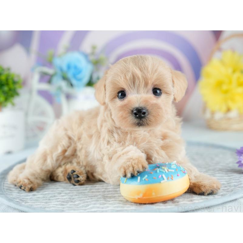 販売中の茨城県のミックス犬-415385の5枚目