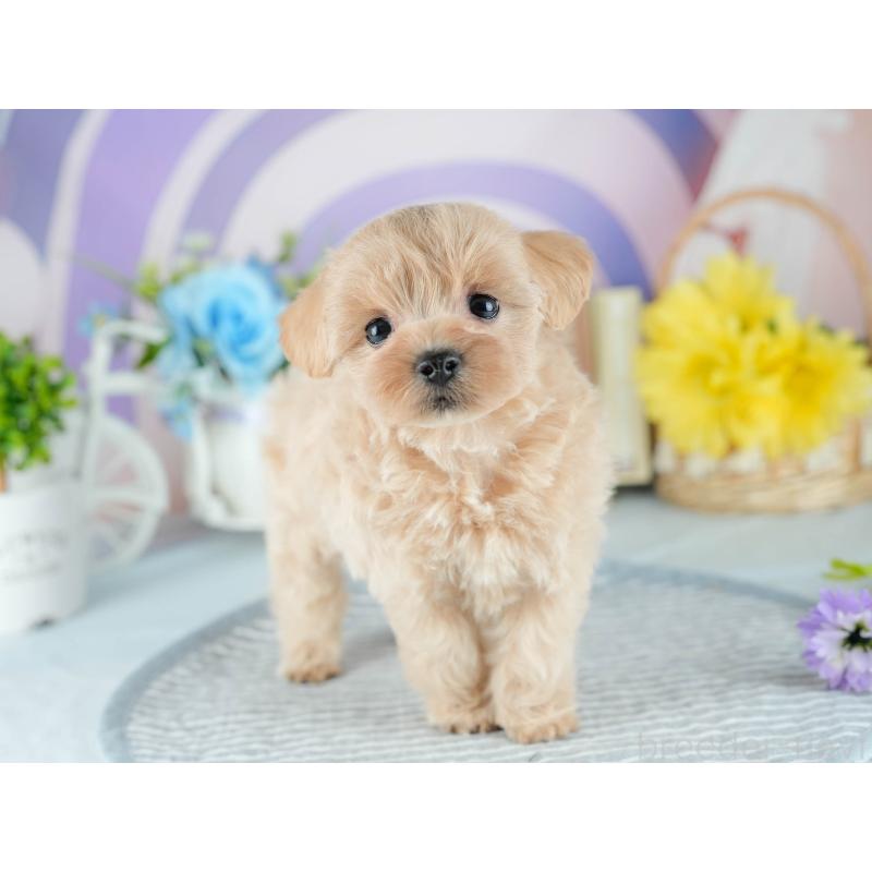 販売中の茨城県のミックス犬-415385の4枚目