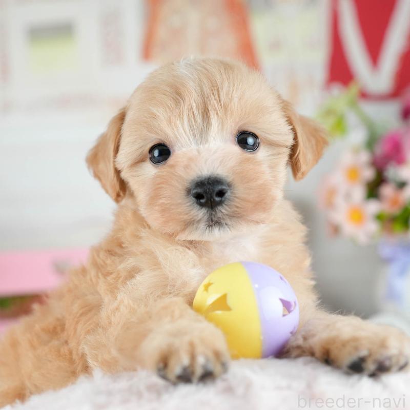 販売中の茨城県のミックス犬-415387の8枚目