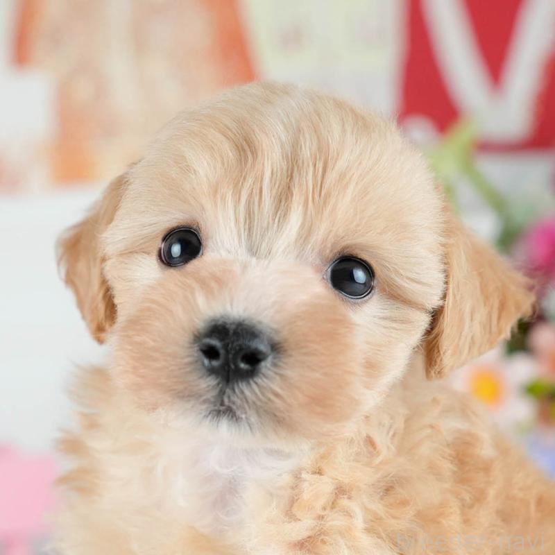 販売中の茨城県のミックス犬-415387