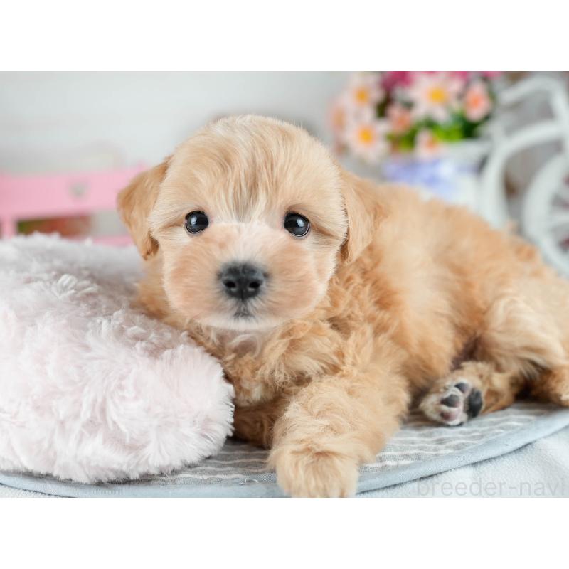 販売中の茨城県のミックス犬-415387の7枚目