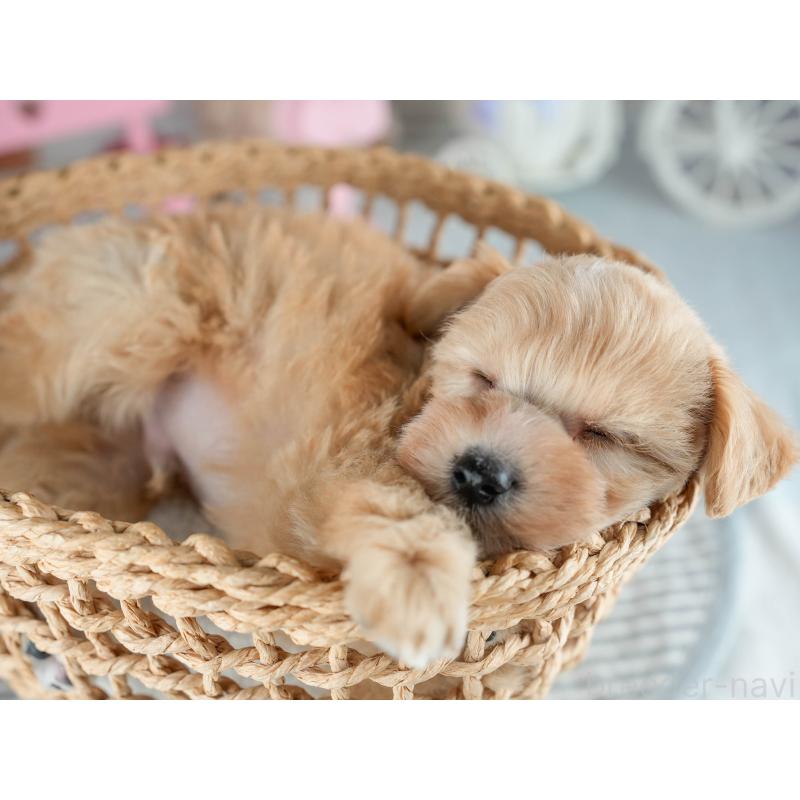 販売中の茨城県のミックス犬-415387の6枚目