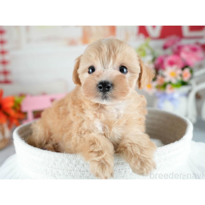 販売中の茨城県のミックス犬-415387の5枚目