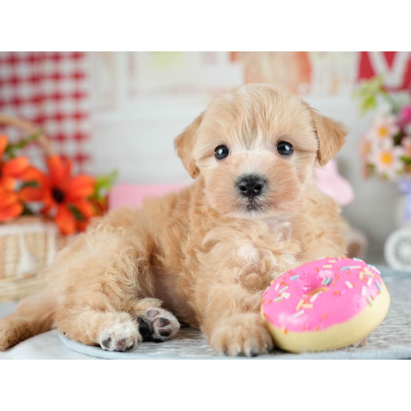 販売中の茨城県のミックス犬-415387の4枚目