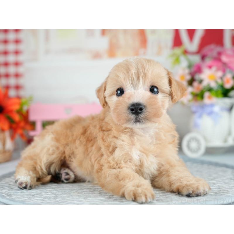 販売中の茨城県のミックス犬-415387の3枚目