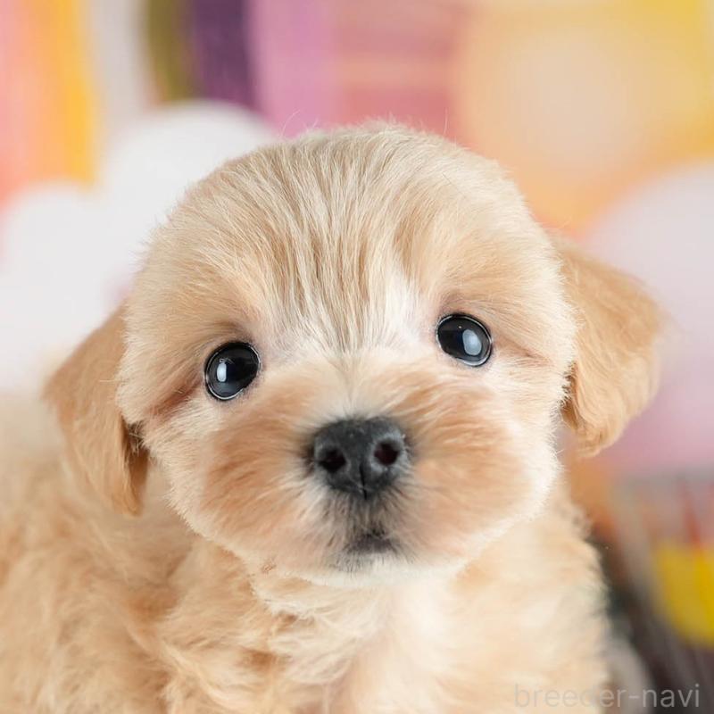 販売中の茨城県のミックス犬-415391