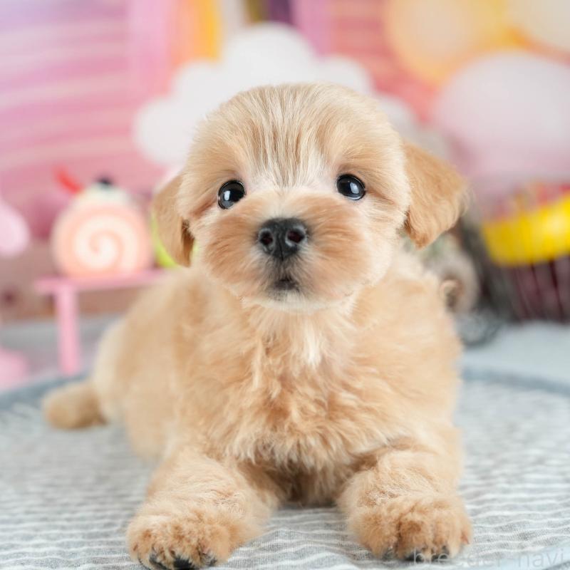 販売中の茨城県のミックス犬-415391の8枚目