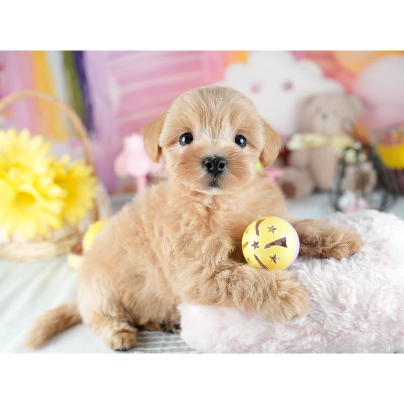 販売中の茨城県のミックス犬-415391の7枚目