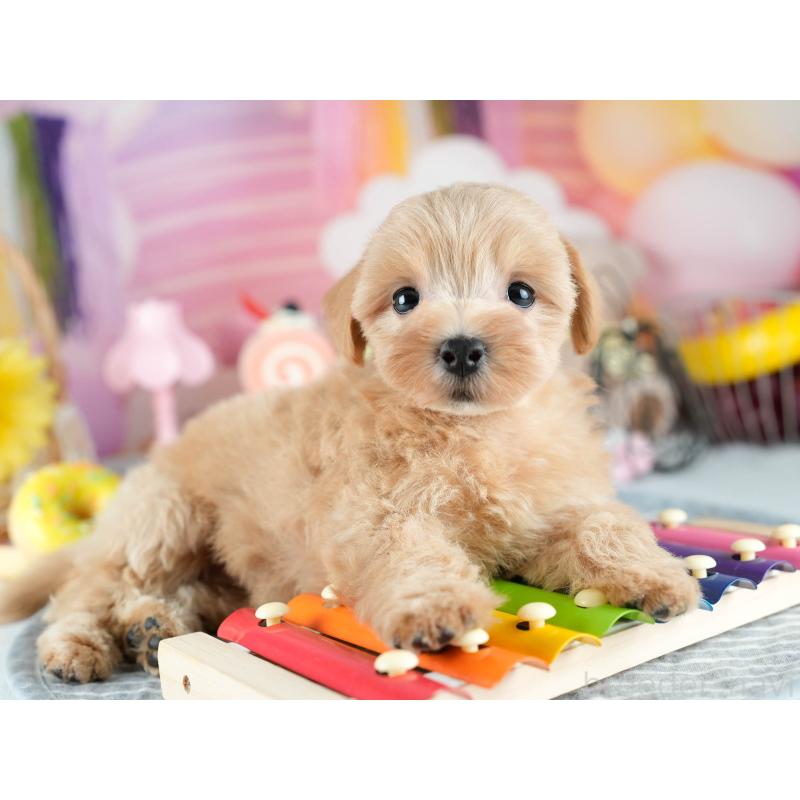 販売中の茨城県のミックス犬-415391の6枚目