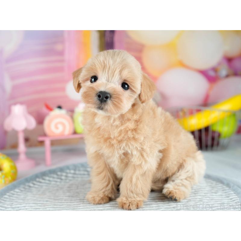 販売中の茨城県のミックス犬-415391の5枚目