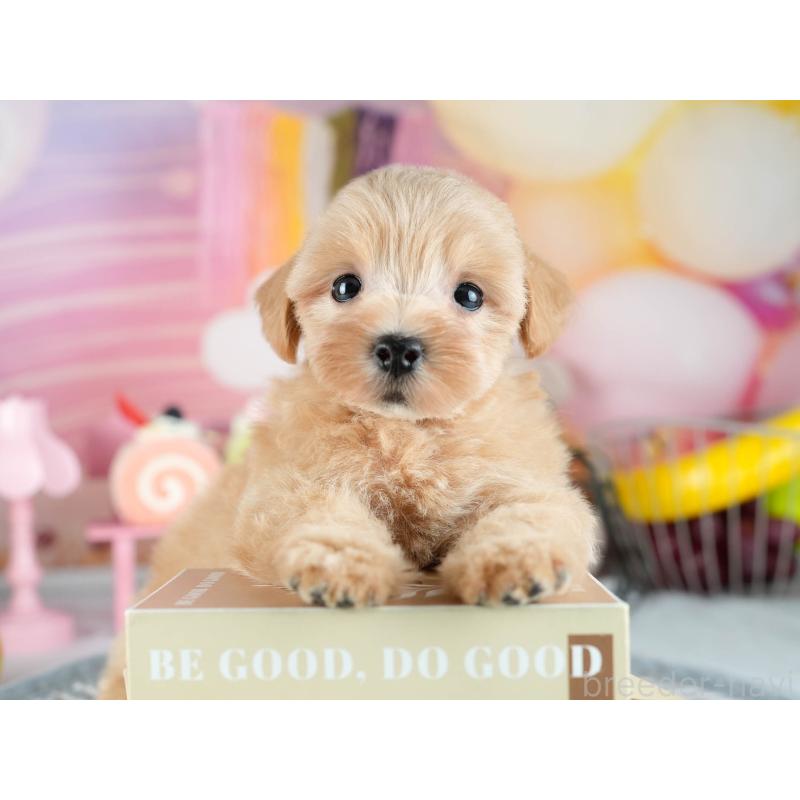 販売中の茨城県のミックス犬-415391の4枚目