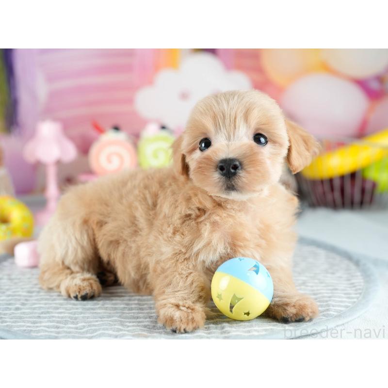 販売中の茨城県のミックス犬-415391の3枚目