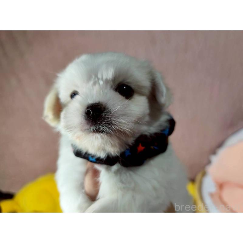 販売中の兵庫県のミックス犬-415395の14枚目