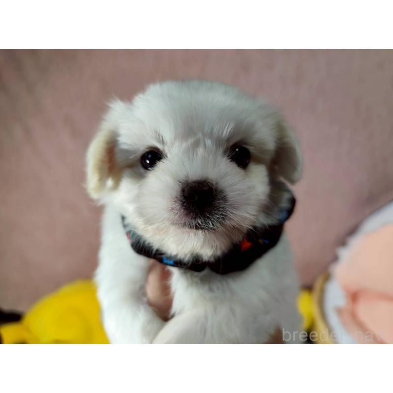 販売中の兵庫県のミックス犬-415395の13枚目