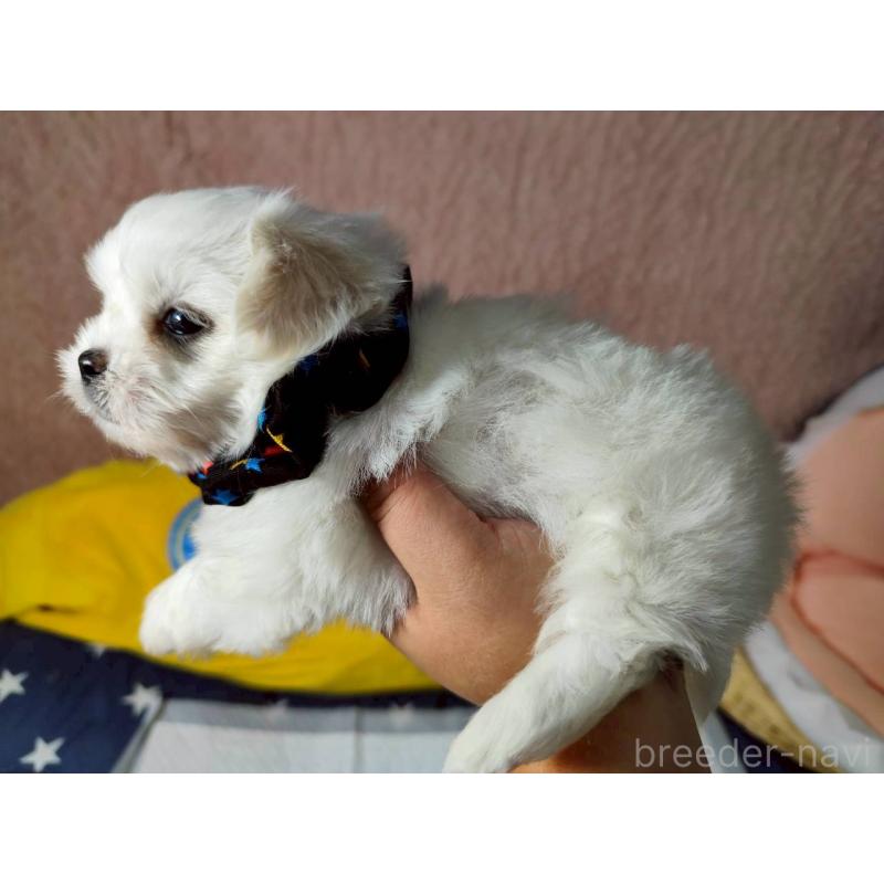 販売中の兵庫県のミックス犬-415395の12枚目