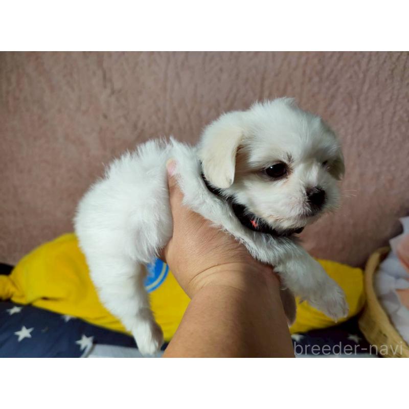 販売中の兵庫県のミックス犬-415395の10枚目