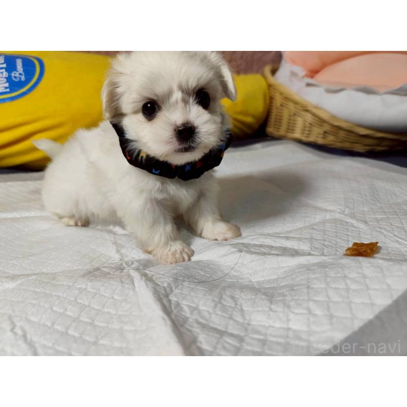 販売中の兵庫県のミックス犬-415395の8枚目