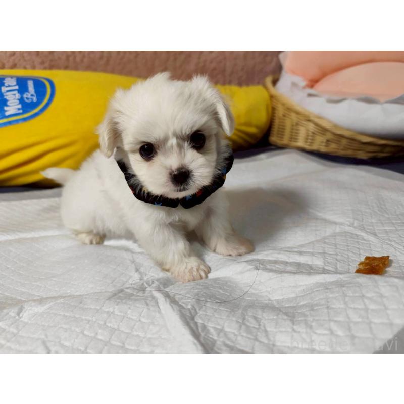 販売中の兵庫県のミックス犬-415395の7枚目