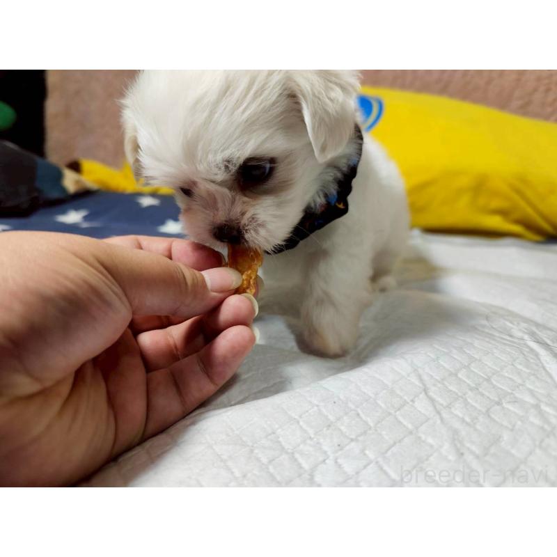 販売中の兵庫県のミックス犬-415395の6枚目