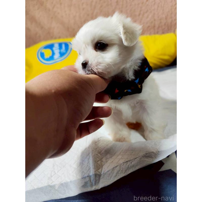 販売中の兵庫県のミックス犬-415395の5枚目