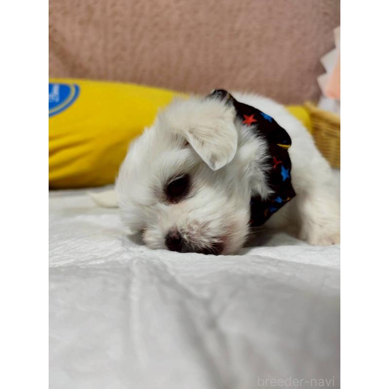 販売中の兵庫県のミックス犬-415395の4枚目