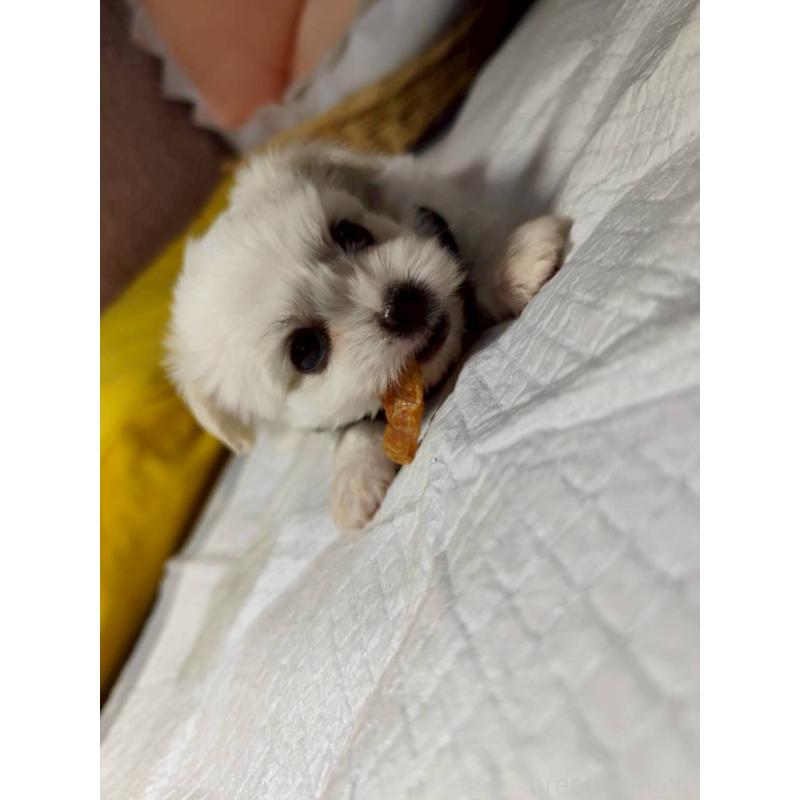 販売中の兵庫県のミックス犬-415395の2枚目