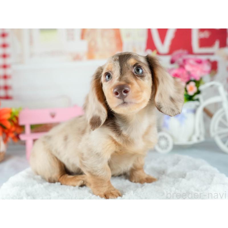 販売中の茨城県のミニチュアダックスフンド(ロングヘアード)-415394の3枚目