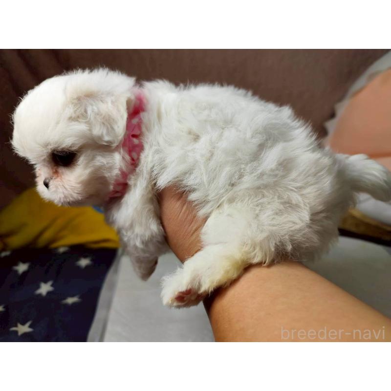 販売中の兵庫県のミックス犬-415398の11枚目