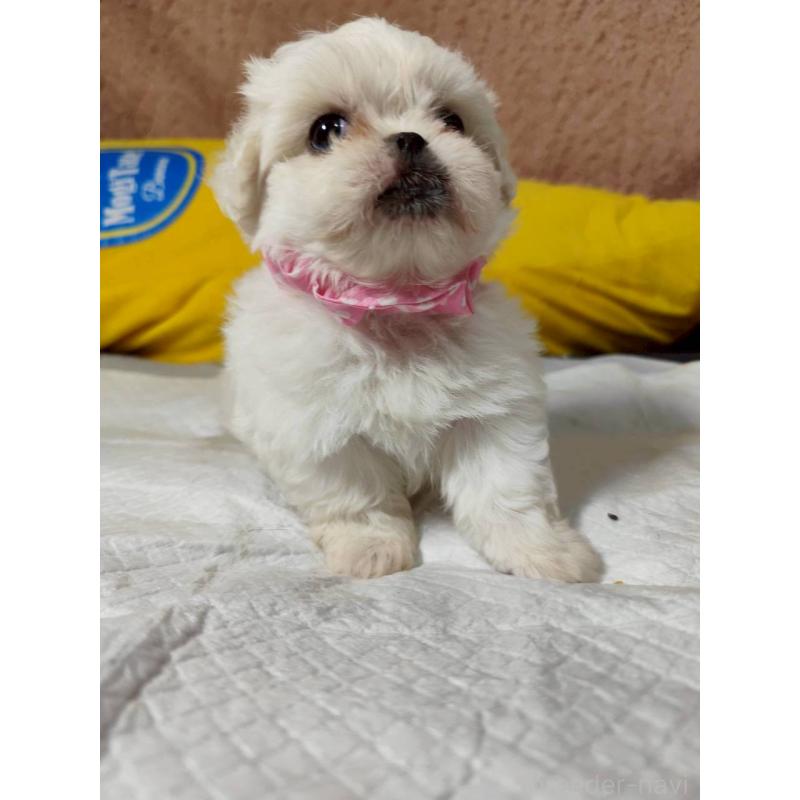 販売中の兵庫県のミックス犬-415398の10枚目