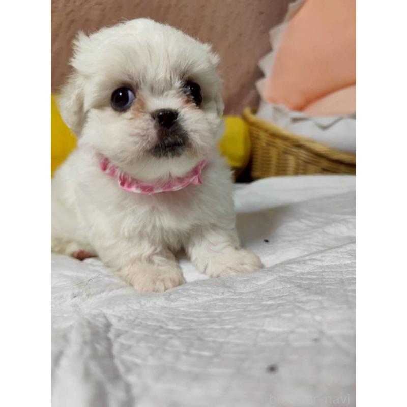 販売中の兵庫県のミックス犬-415398の9枚目