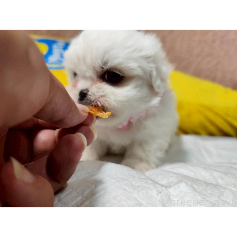 販売中の兵庫県のミックス犬-415398の6枚目