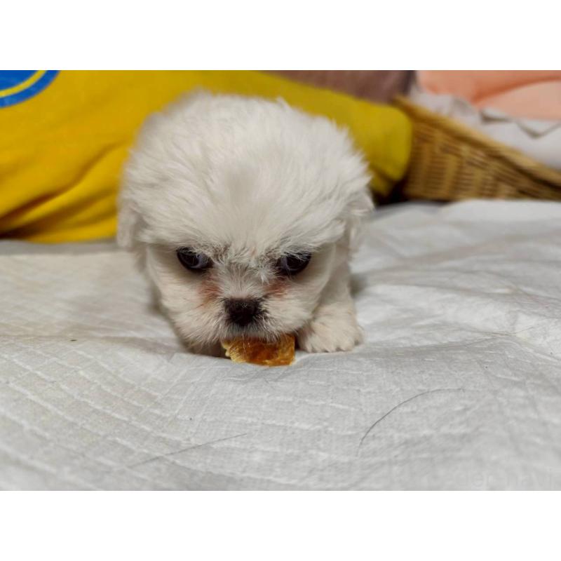 販売中の兵庫県のミックス犬-415398の3枚目