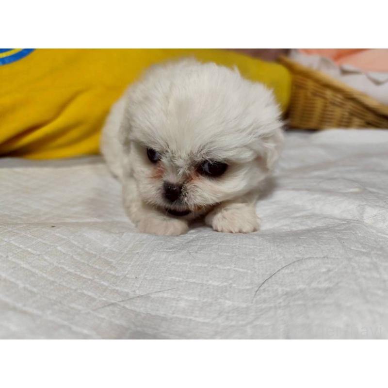販売中の兵庫県のミックス犬-415401の8枚目