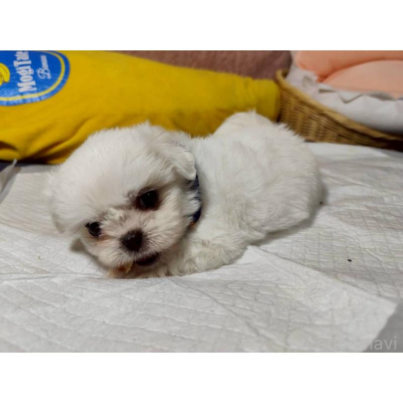 販売中の兵庫県のミックス犬-415401の9枚目