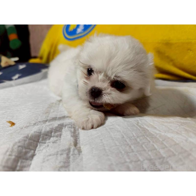 販売中の兵庫県のミックス犬-415401の7枚目