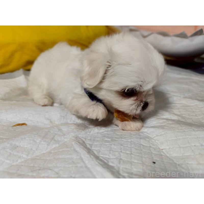販売中の兵庫県のミックス犬-415401の6枚目