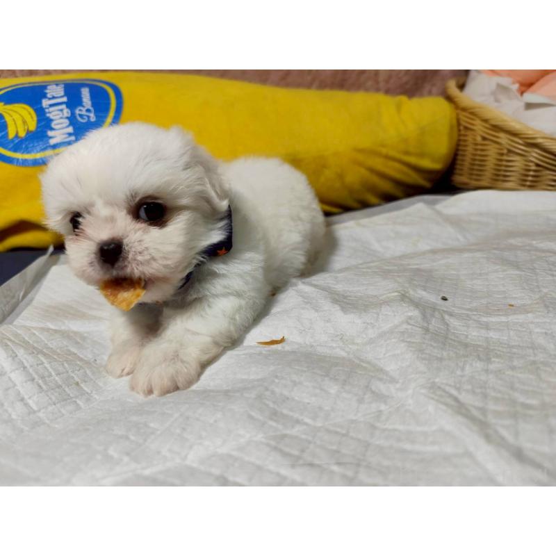 販売中の兵庫県のミックス犬-415401の3枚目