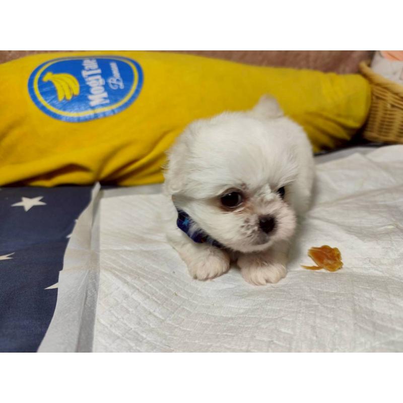 販売中の兵庫県のミックス犬-415401の2枚目